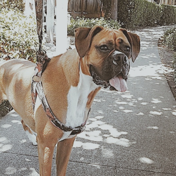 Meet your Posher, Ariana - Picture 3 of 7